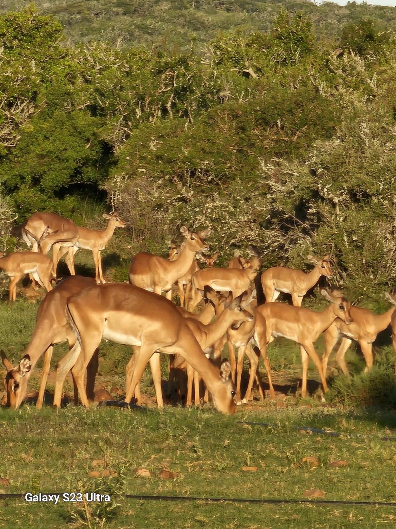 Valley Bushveld Country Lodge Addo Exterior foto